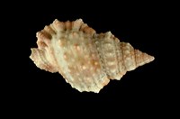 藏品(果粒蛙螺)的圖片